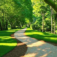 Karac Pendragon Plant - Lets Dive into The Amazing Journey!