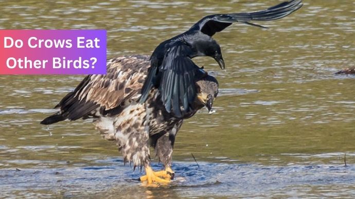 Do Crows Eat Other Birds?