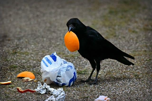 What Else Do Crows Eat?